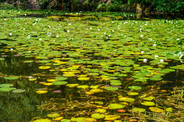 Lily pads floating on the surface of a lake 