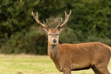 Close-up photo of a young red deer searching for hinds that are not mating with other males so he can procreate during the rutting season in autumn.