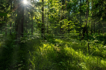 Forest landscape with trees and sun