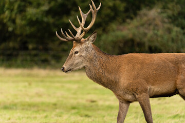 Close-up photo of a young red deer searching for hinds that are not mating with other males so he can procreate during the rutting season in autumn.