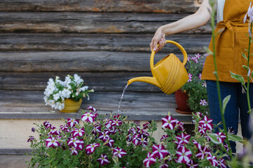 a European woman with a yellow watering can is watering vegetables and fruits in her garden. a beautiful and confident woman gardener or farmer takes care of her crops in the garden, watering and