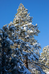 Pine with snow