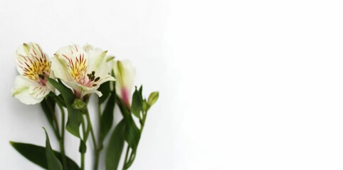 White alstroemeria on a white background. Festive wedding bouquet. Background for greeting cards, invitations, greetings.