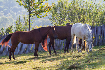 Landscape and horses