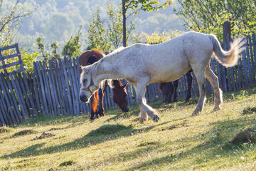 Horses in the pasture
