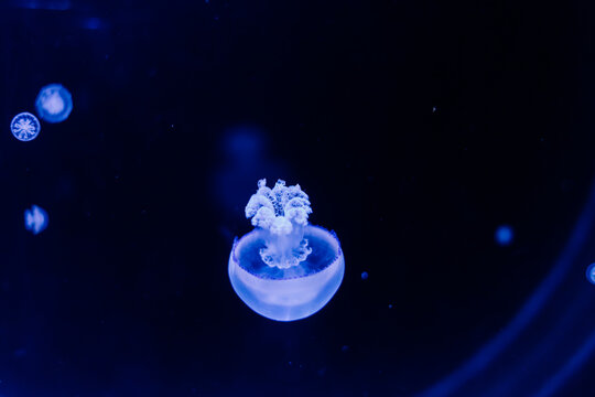 Jellyfish on a blue background from Aquarium in Prague.