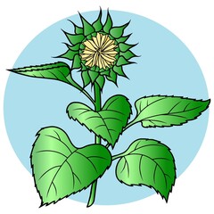 Vector drawing. A colored sunflower bud with leaves