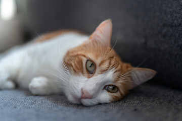 close up. brown and white cat with yellow eyes lying on a gray sofa