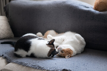 two domestic cats sleep together on a gray sofa
