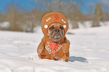 French Bulldog dog dressed up with funny Christmas gingerbread full body costume with arms and hat...