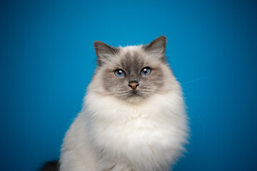 fluffy blue point birman cat with blue eyes portrait on blue background with copy space