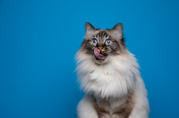 curious and hungry birman cat licking lips on blue background with copy space