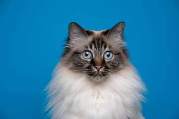 Naklejka na ściany i meble beautiful seal tabby point birman cat with blue eyes tone on tone portrait on blue background