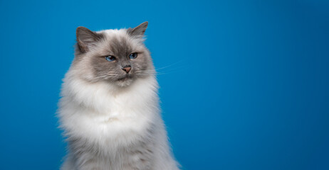 beautiful birman cat with blue eyes on blue background looking to the side at copy space