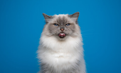 fluffy blue eyed birman cat sticking out tongue making funny face on blue background with copy space