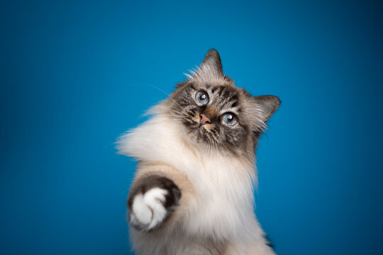 Seal point tabby best sale birman