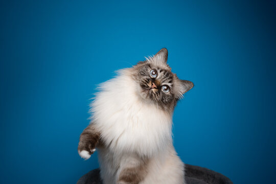 playful seal point tabby birman cat rearing up on blue background with copy space looking at camera curiously