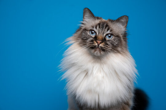 beautiful blue eyed fluffy birman cat tone on tone portrait on blue background with copy space
