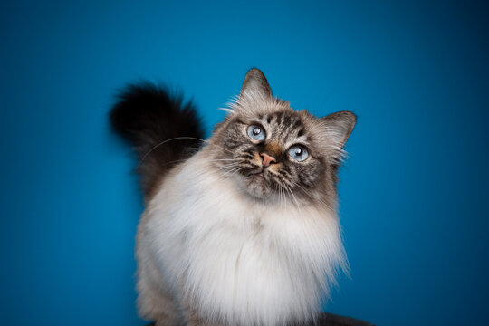 beautiful seal tabby point birman cat head tilt portrait on blue background with copy space