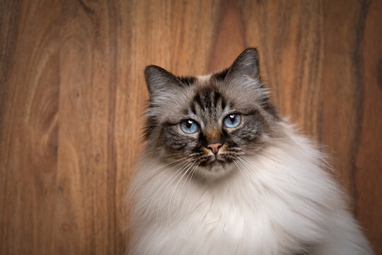 fluffy seal point tabby birman cat with blue eyes portrait on wooden background
