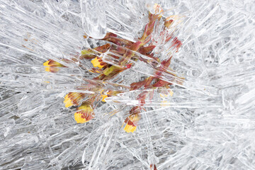 ice sticks on yellow flowers. natural background of ice covering flowers