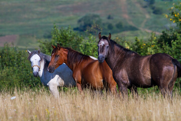 Fototapeta premium Horses in the pasture