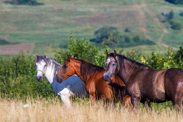 Horses in the pasture