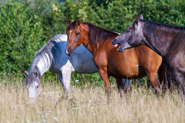 Horses in the pasture