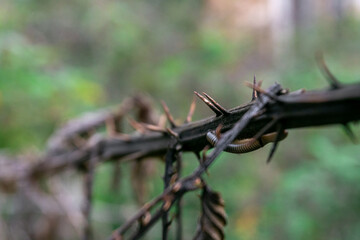 Selective focus and detail to the thorns of a dry bush, with a worm below. 