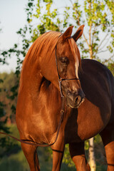 Beautiful chestnut arabian horse looks back on natural background, portrait closeup