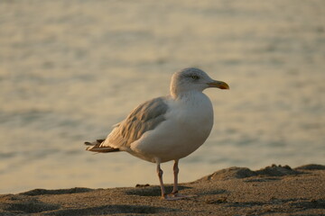 a gull in the sunset