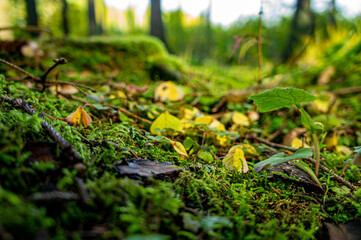 Autumn beautiful forest at sunset. Trees and moss