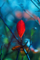 Bright red leaf of black chokeberry Aronia melanocarpa on a deep blue background. Autumn vivid natural background