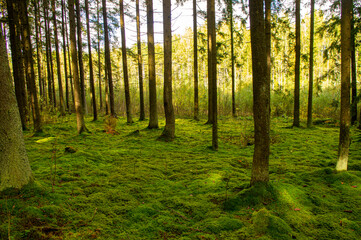 Autumn beautiful forest at sunset. Trees and moss