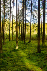 Autumn beautiful forest at sunset. Trees and moss