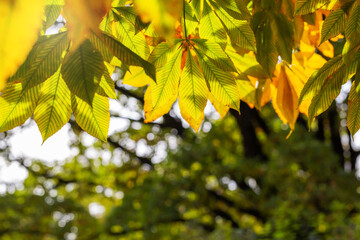 Obraz premium Abstract autumn background. Yellow buckeye tree. Vibrant orange and yellow leaves close up. Tree branches with bright foliage on a blurred background