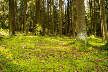 Obraz premium Autumn beautiful forest at sunset. Trees and moss