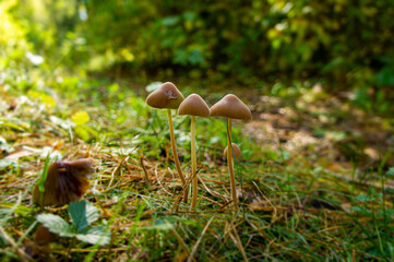 Beautiful autumn forest mushroom in the forest. Wild food and macro photography like in a fairy tale