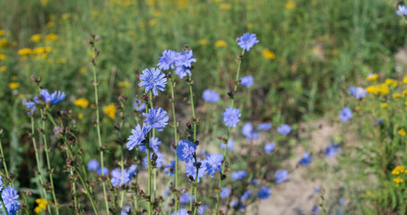 Panorama with chicory