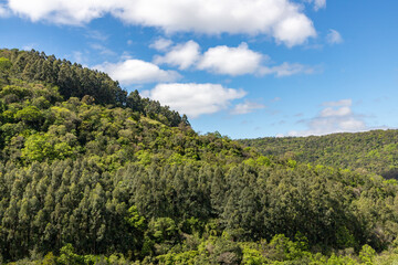 Fototapeta na wymiar Forest over the mountains