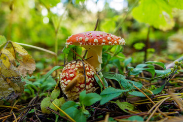 Beautiful autumn forest mushroom in the forest. Wild food and macro photography like in a fairy tale