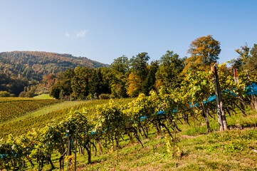 Naklejka premium Aesch, Klus, Weinberge, Rebbergweg, Pfeffingen, Birseck, Baselland, Wanderweg, Landwirtschaft, Herbst, Herbstfarben, Schweiz, Nordwestschweiz