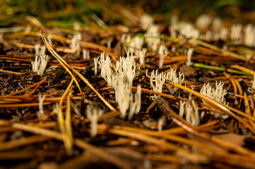 Beautiful autumn forest mushroom in the forest. Wild food and macro photography like in a fairy tale
