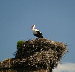 white stork in the nest