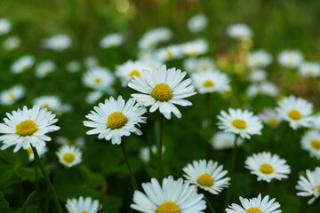 daisies in a field