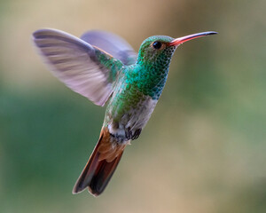 hummingbird in flight