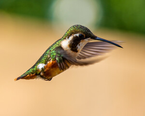 hummingbird in flight