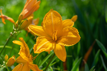 Fototapeta premium Hemerocallis Darwin plants longfields serenade bright white orange big flowers in bloom, ornamental beautiful plants in bloom