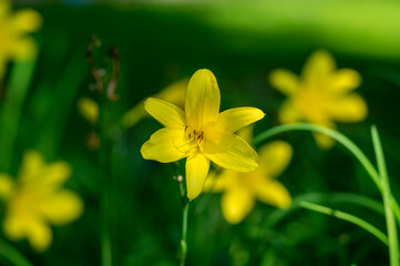 Hemerocallis lilioasphodelus bright yellow plants in bloom, ornamental flowering daylily flowers in natural parkland