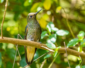 hummingbird on a branch